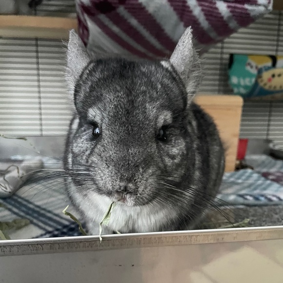 Meet your Seller/Buyer! 😝🐨 - Picture 3 of 3